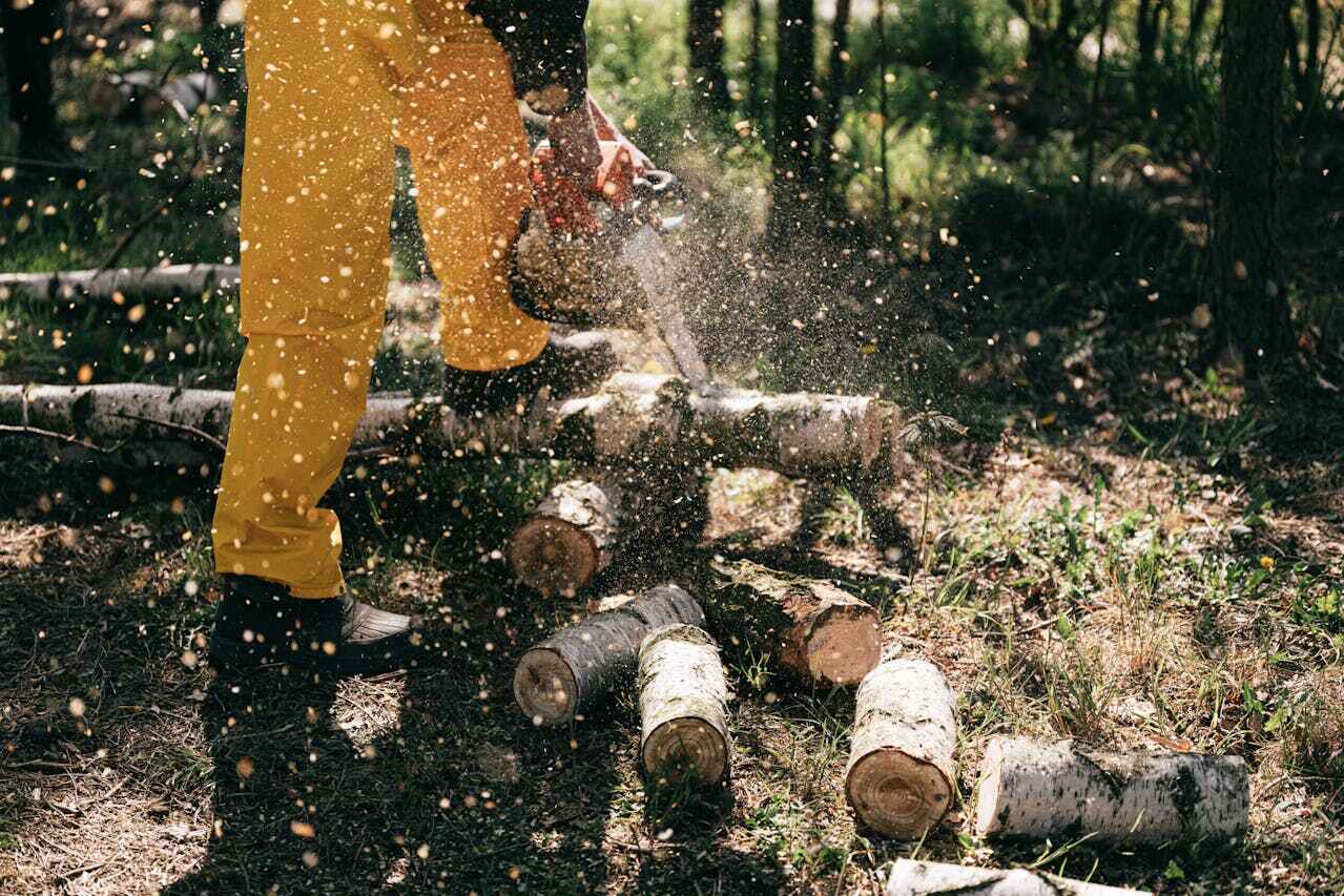 The Steps Involved in Our Tree Care Process in Naugatuck, CT